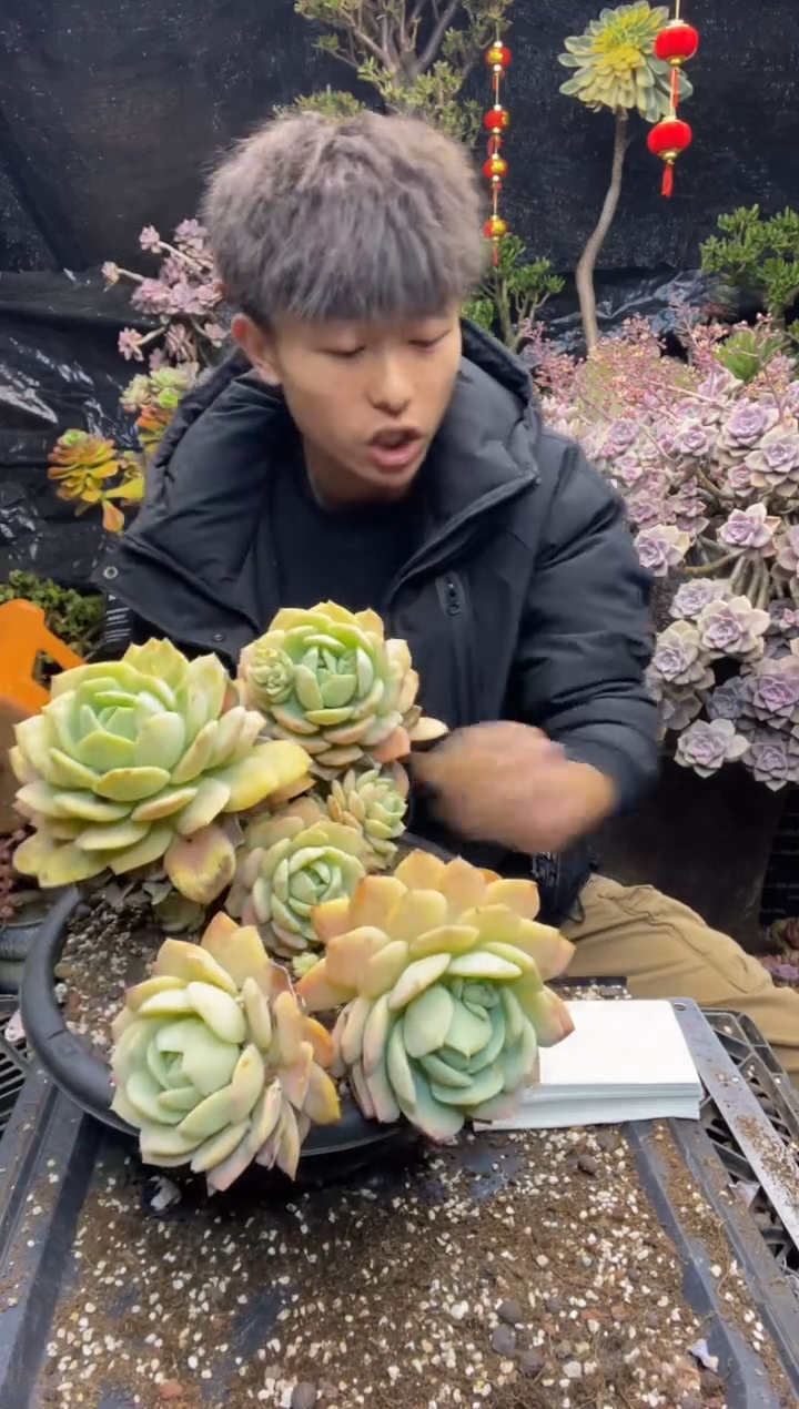 【闪购商品】恋曲02号