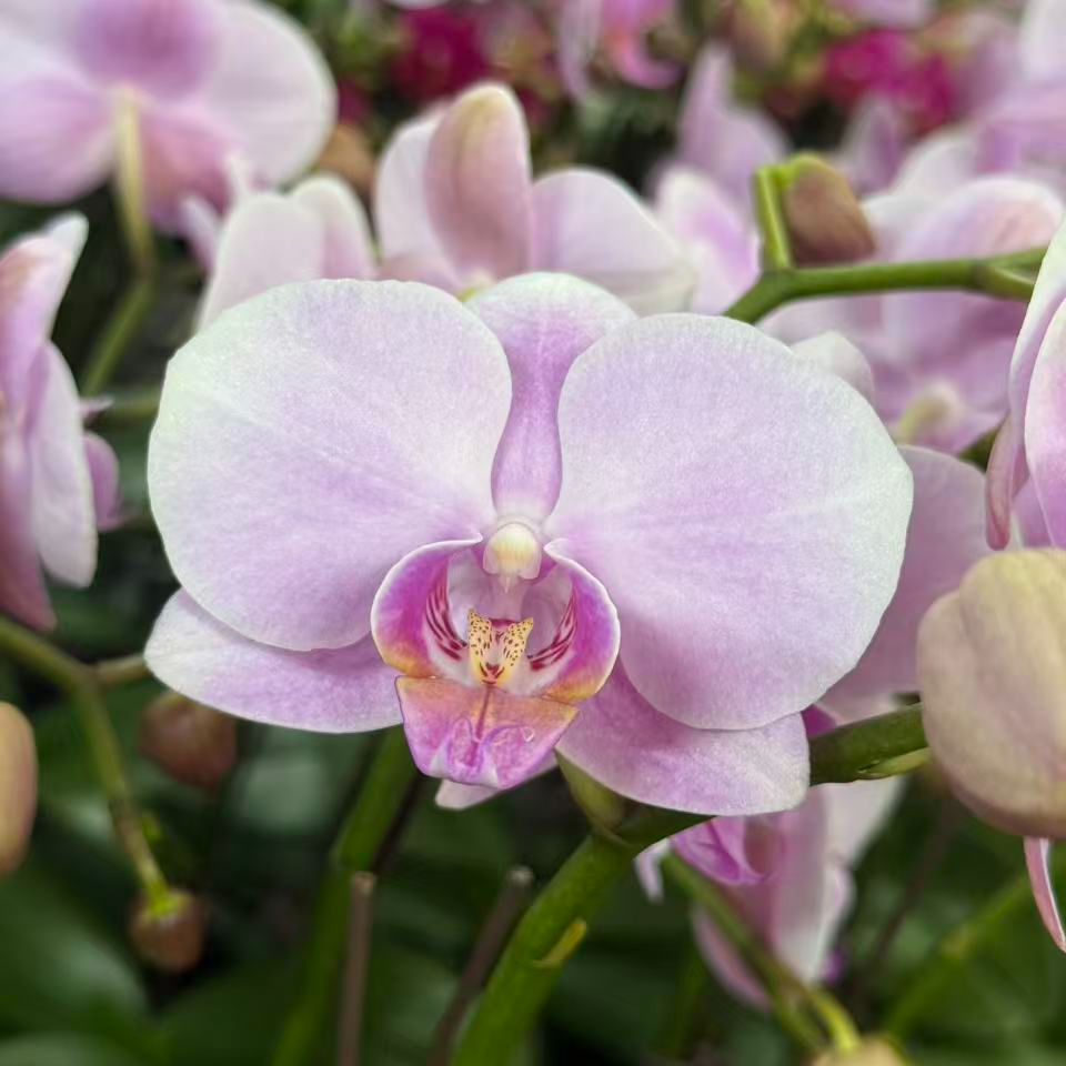 【191】蝴蝶兰粉色全年开花植物阳台办公桌盆栽绿植兰花花卉