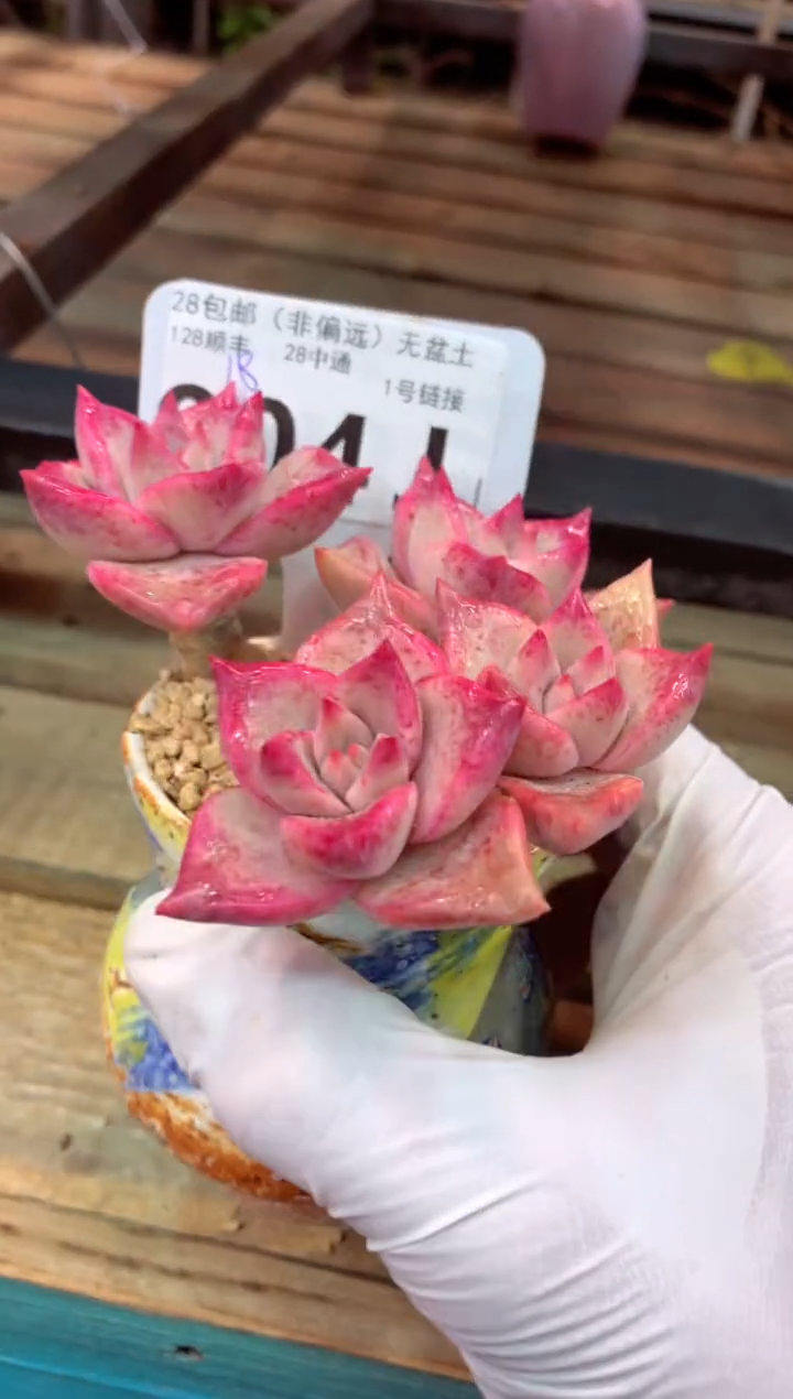 004J（一物一拍，精品多肉，w所见即所得 ）