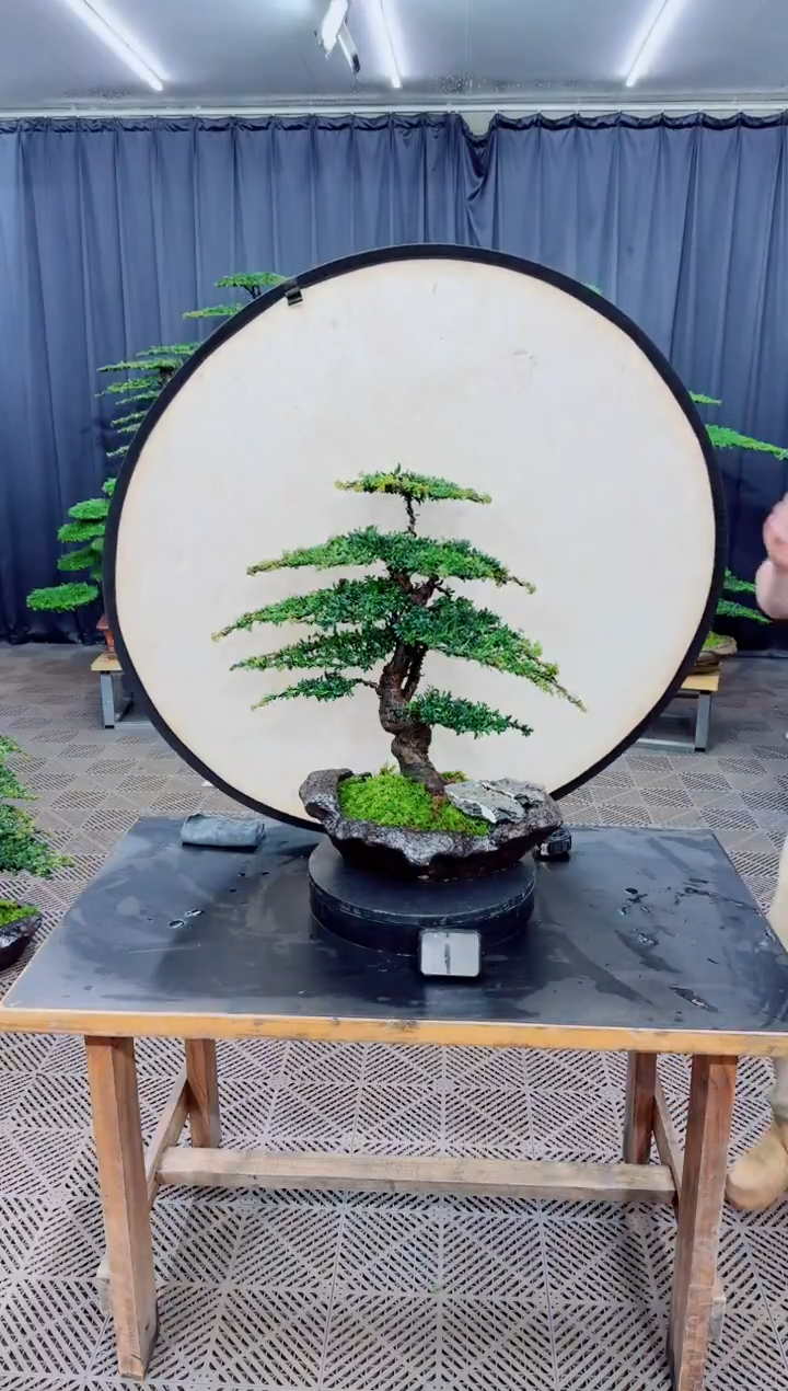 无花朵盆景.....