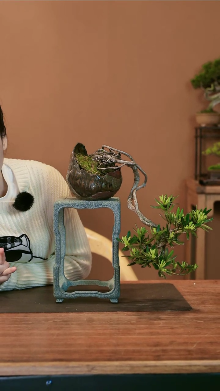 罗汉松盆景盆景盆景