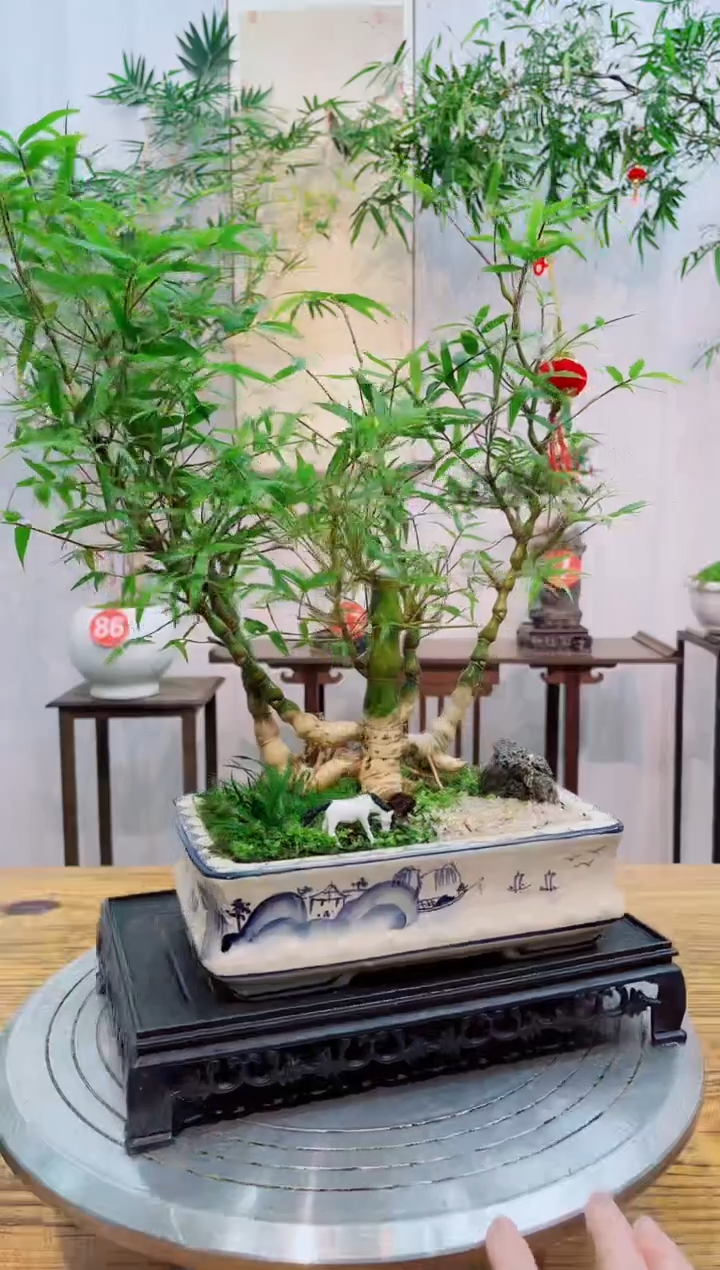 【闪购商品】竹子盆景竹子盆景