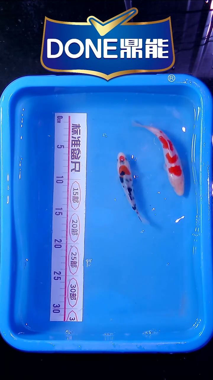 锦鲤直播间菁选 对版发货 22号