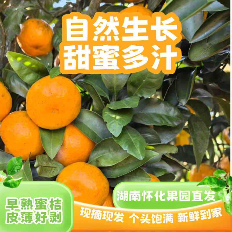 湖南怀化芷江早熟蜜桔薄皮橘子柑橘自家果园直发