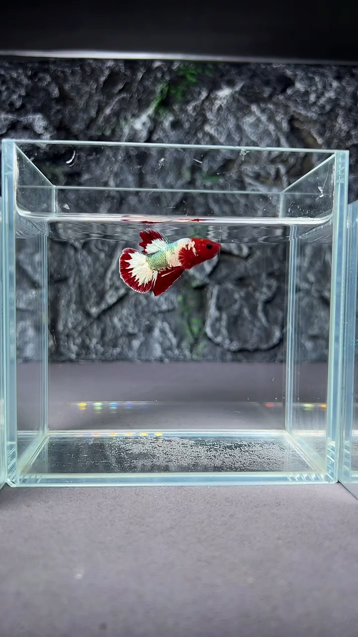 斗鱼竞拍链接A095