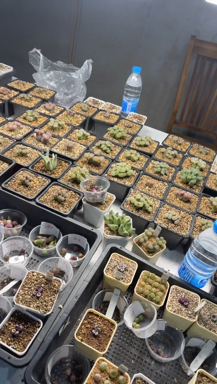 【天津专属】206多肉植物肉锥盒子一颗