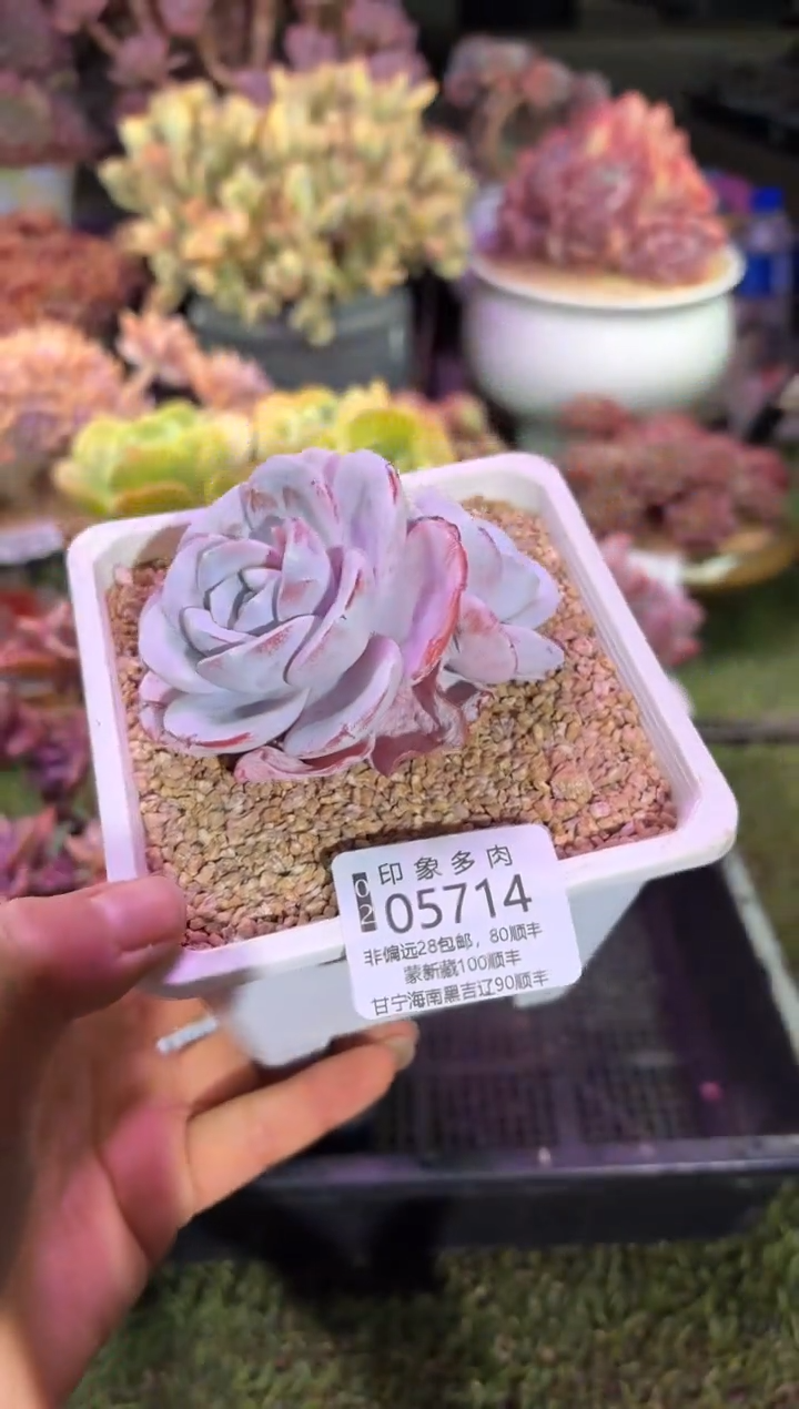 【闪购商品】05714