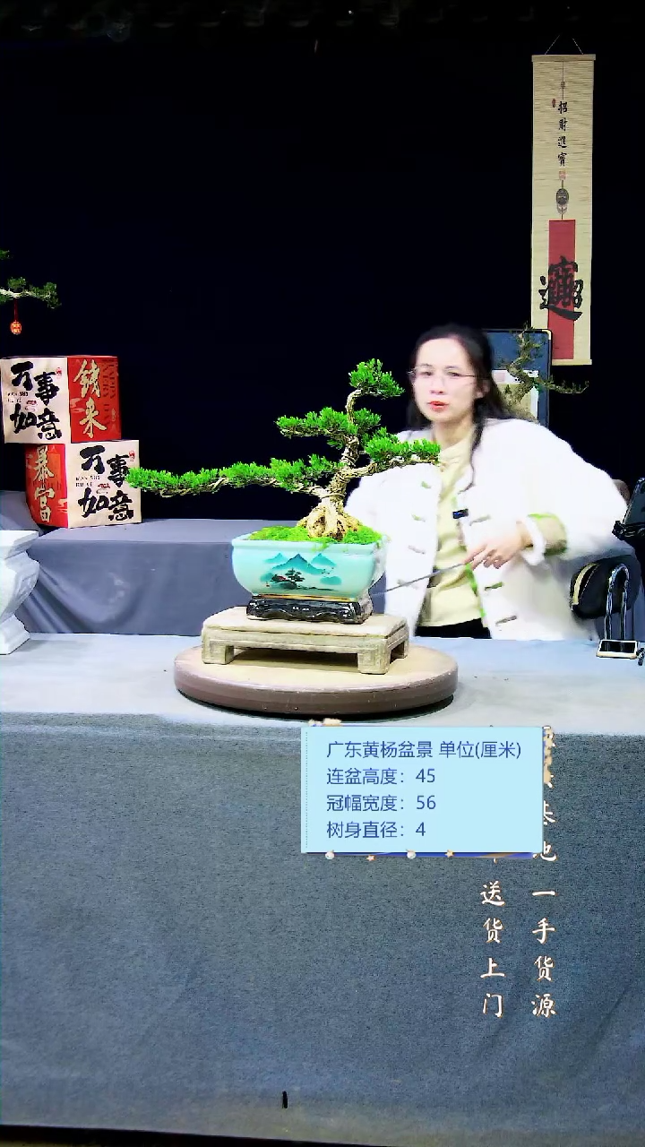 【闪购商品】黄杨盆景黄杨盆景