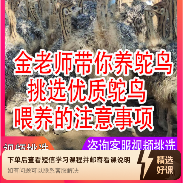 金老师带你挑鸵鸟（留意短信解锁课程）