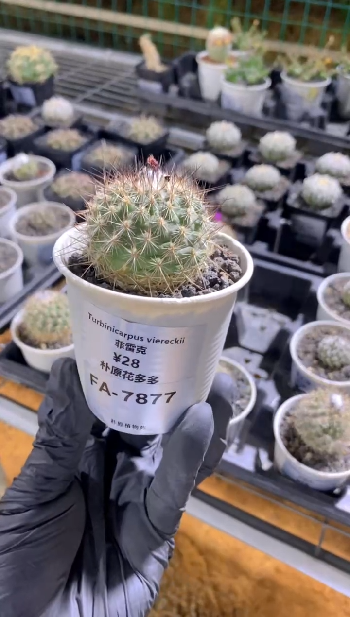 【闪购商品】菲雷克FA-7877