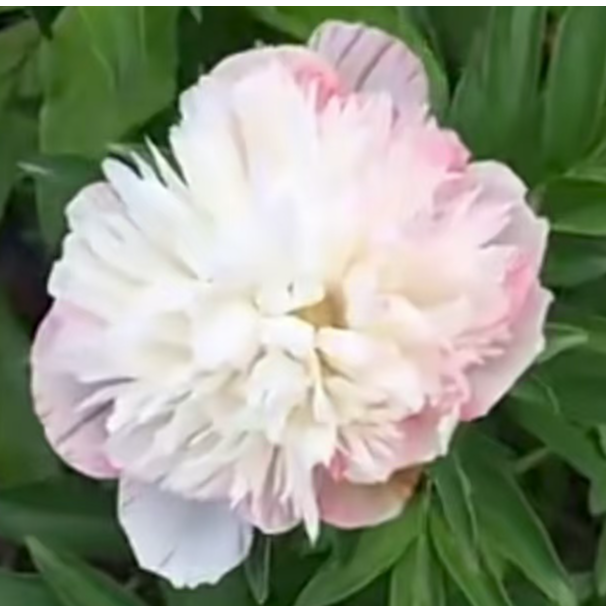 【进口芍药种苗-欧洲玫瑰】粉白早期 种植秋季裸根发苗 包对版