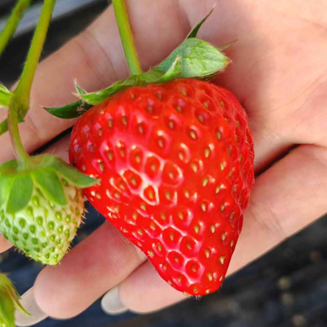 鱼子山正宗红颜草莓现摘现发