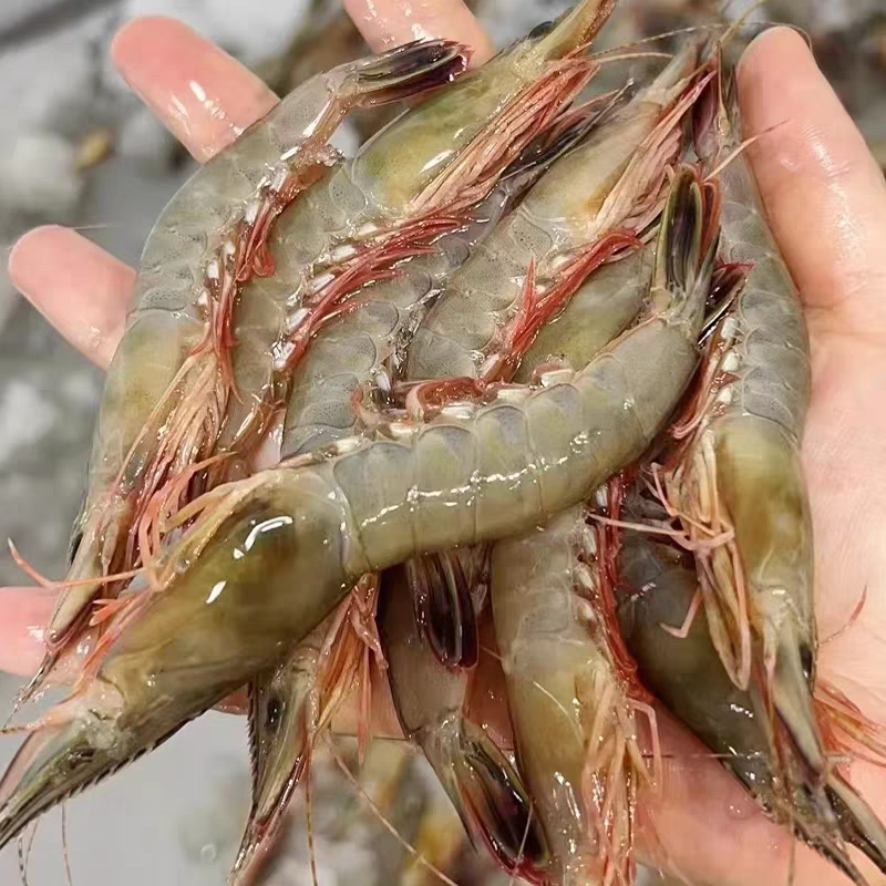 【围裙妈妈生鲜】东海海捕野生小号滑皮虾鹰爪虾剑虾顺丰冷链包邮