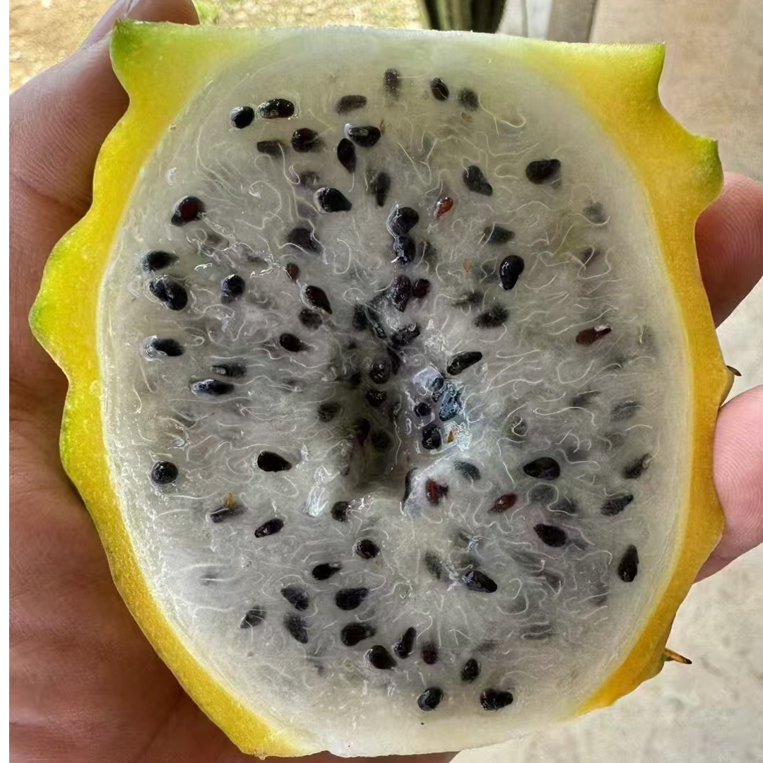 【礼盒】好吃的燕窝果