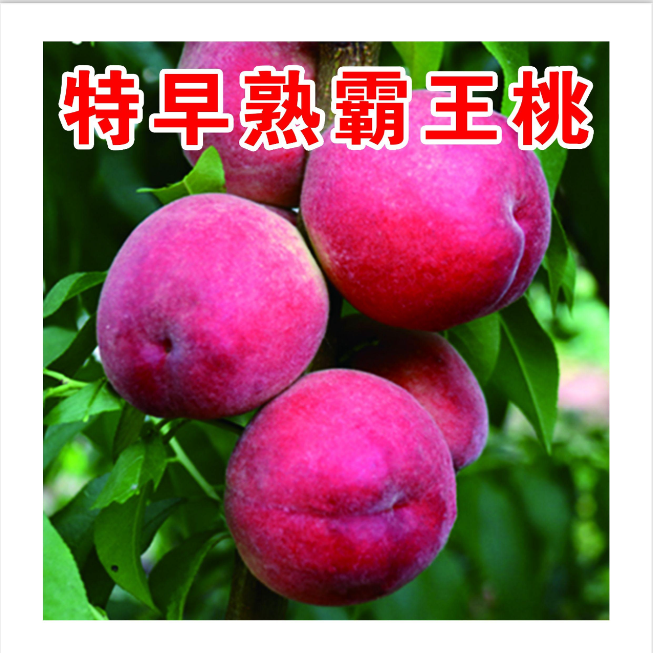 特早熟霸王桃一年生种子