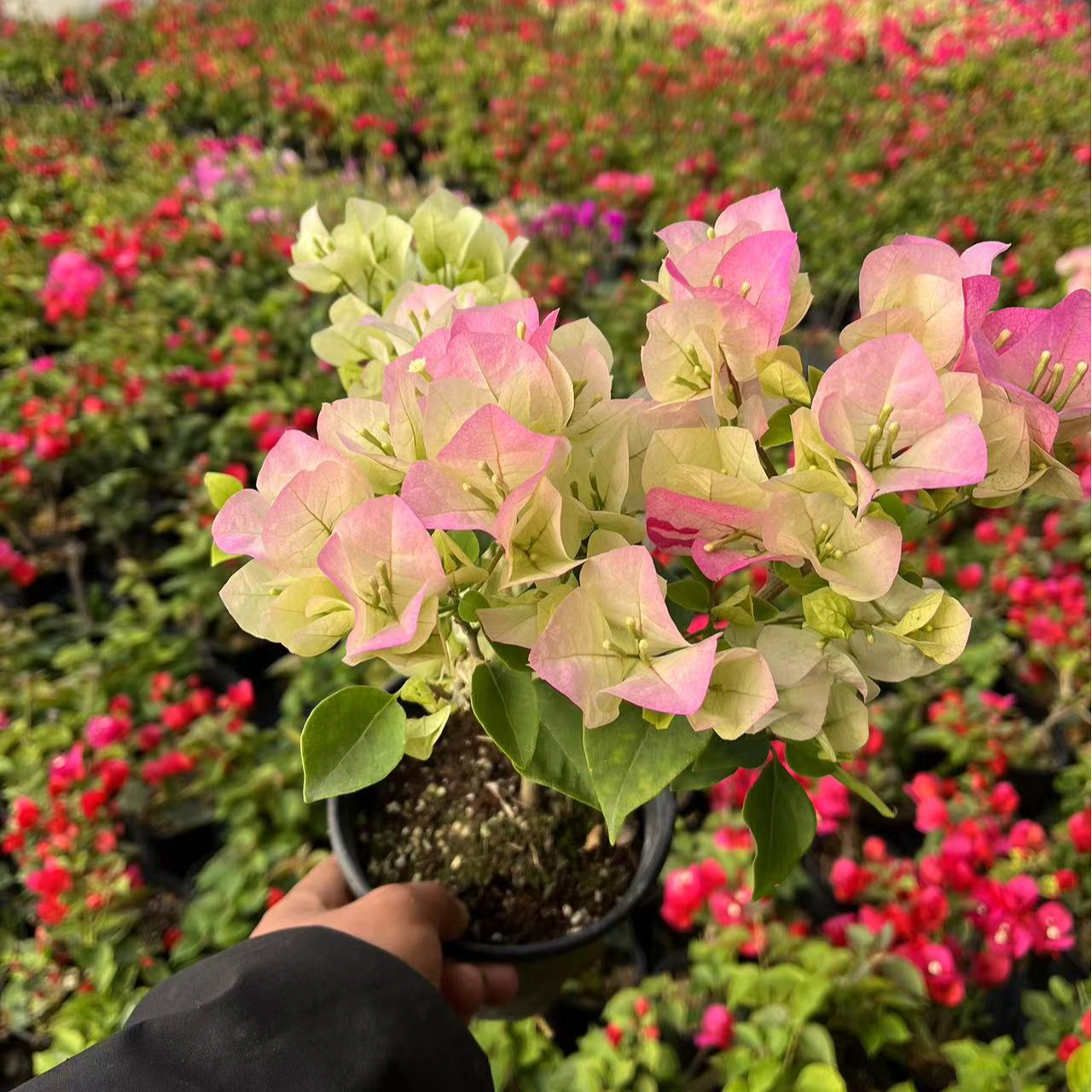 【直播】三角梅品种牙签苗各种品种耐热四季开花好养活不包活