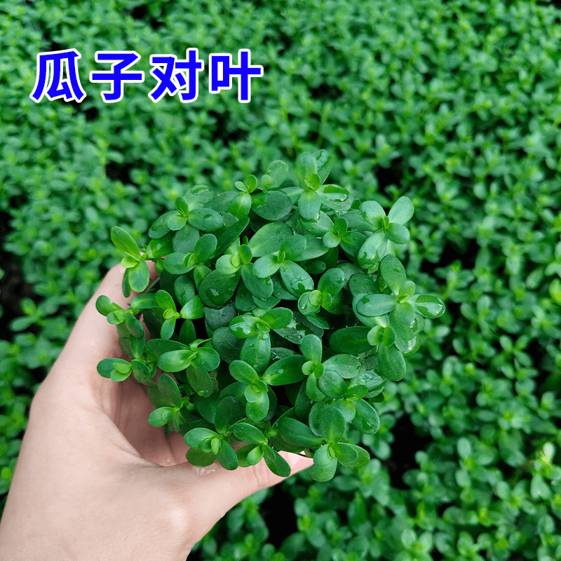 【新品瓜子对叶】新手懒人水草入缸成景鱼缸专用水草造景
