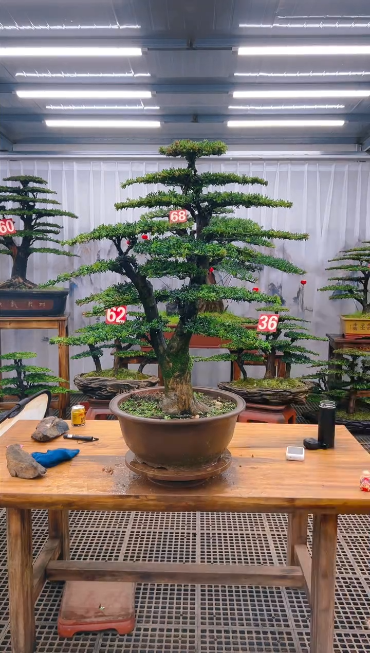 【闪购商品】紫砂精品盆景直播间一物一拍