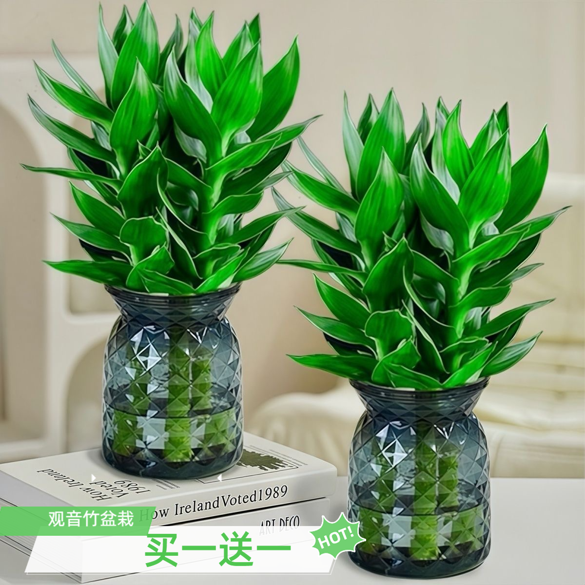 【买一送一】四季招财水培观音竹好运旺宅客厅室内办公盆栽绿植