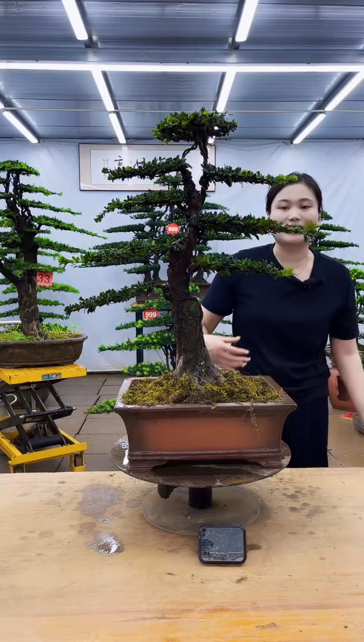 无花朵一物一拍，所见即所得