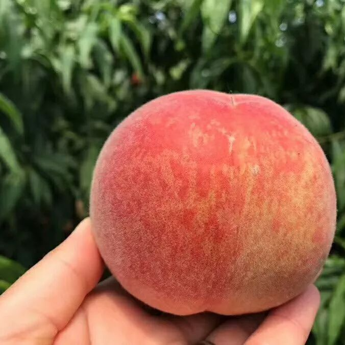 3斤【阳山水蜜桃】纯甜，桃香十足，可硬吃可软吃，（建议放软吃）当季新鲜水果桃子桃子同城送湖北省