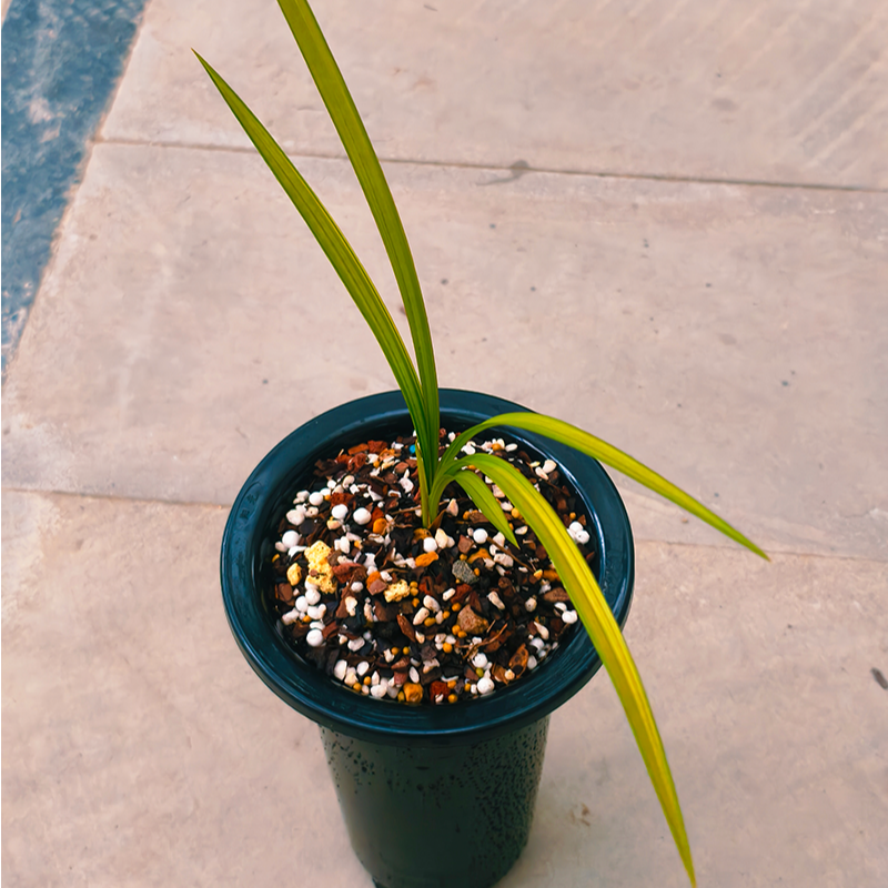 赵鹏推荐--高端铭品 春剑新种转朱金色 