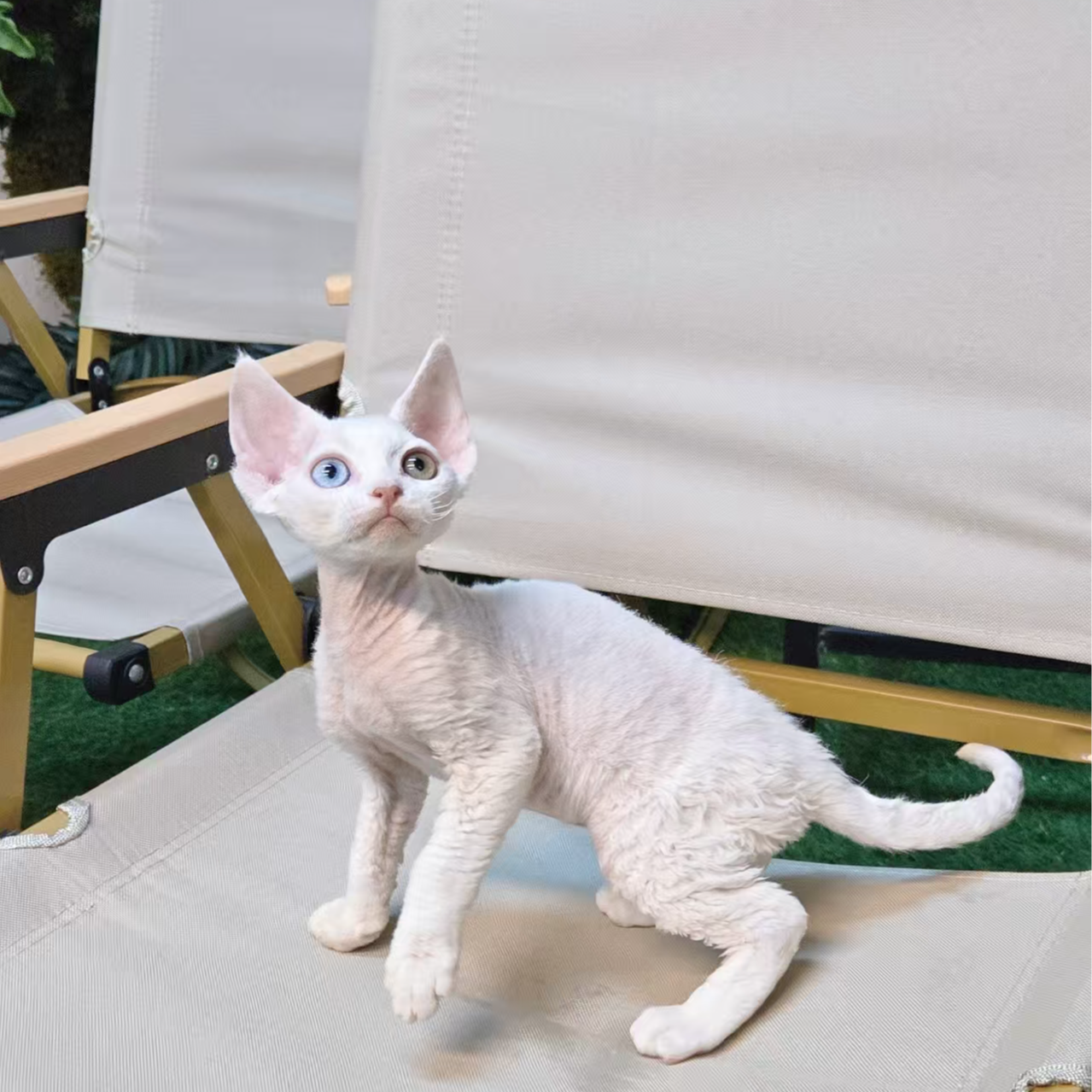 想养猫 德文卷毛猫纯白鸳鸯眼弟弟