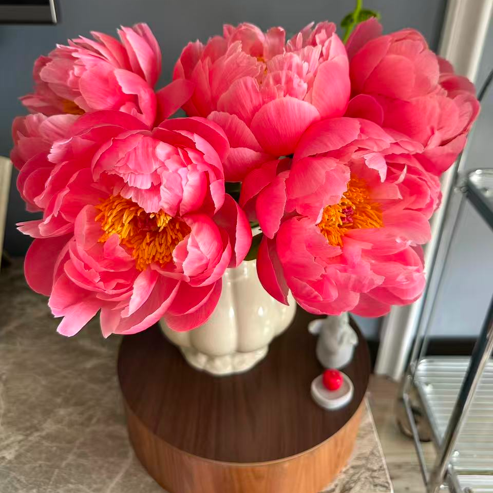 【珊瑚魅力】进口重瓣 变色芍药裸根  山东菏泽 基地直发 包对版