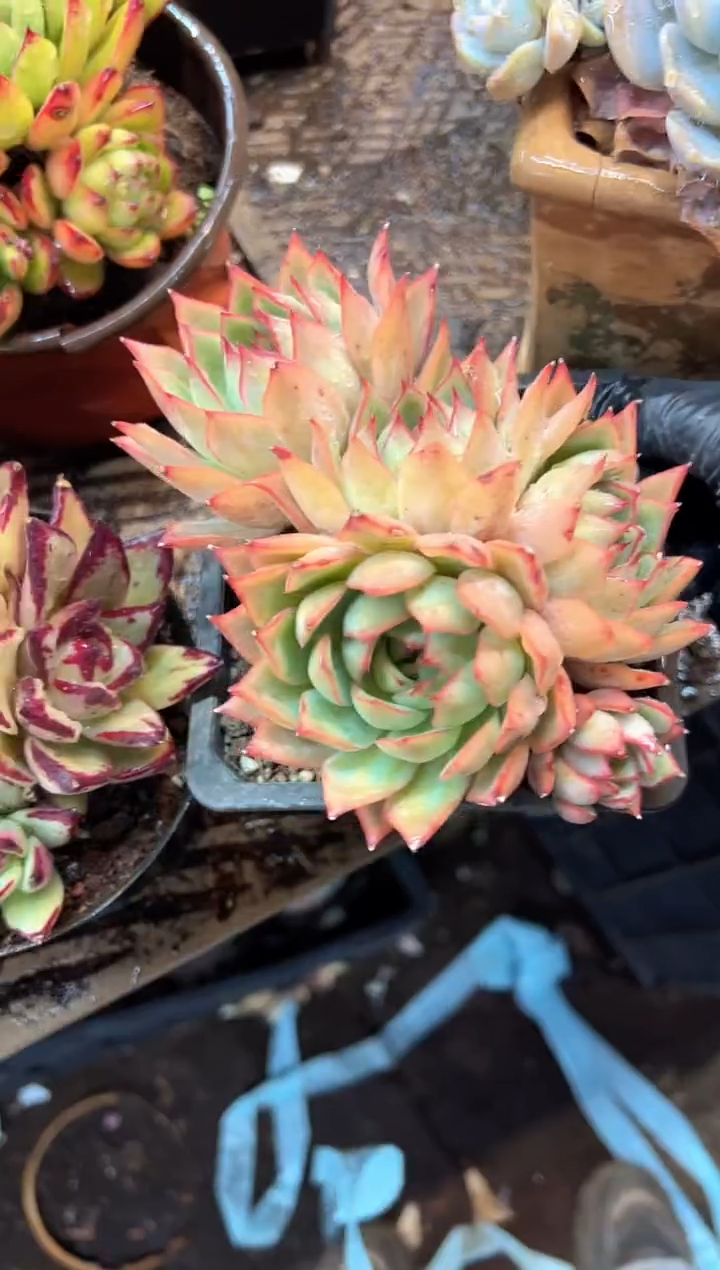 英*多肉植物一物一拍25522