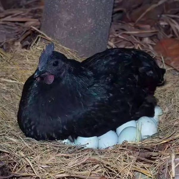 散养乌鸡蛋50枚 