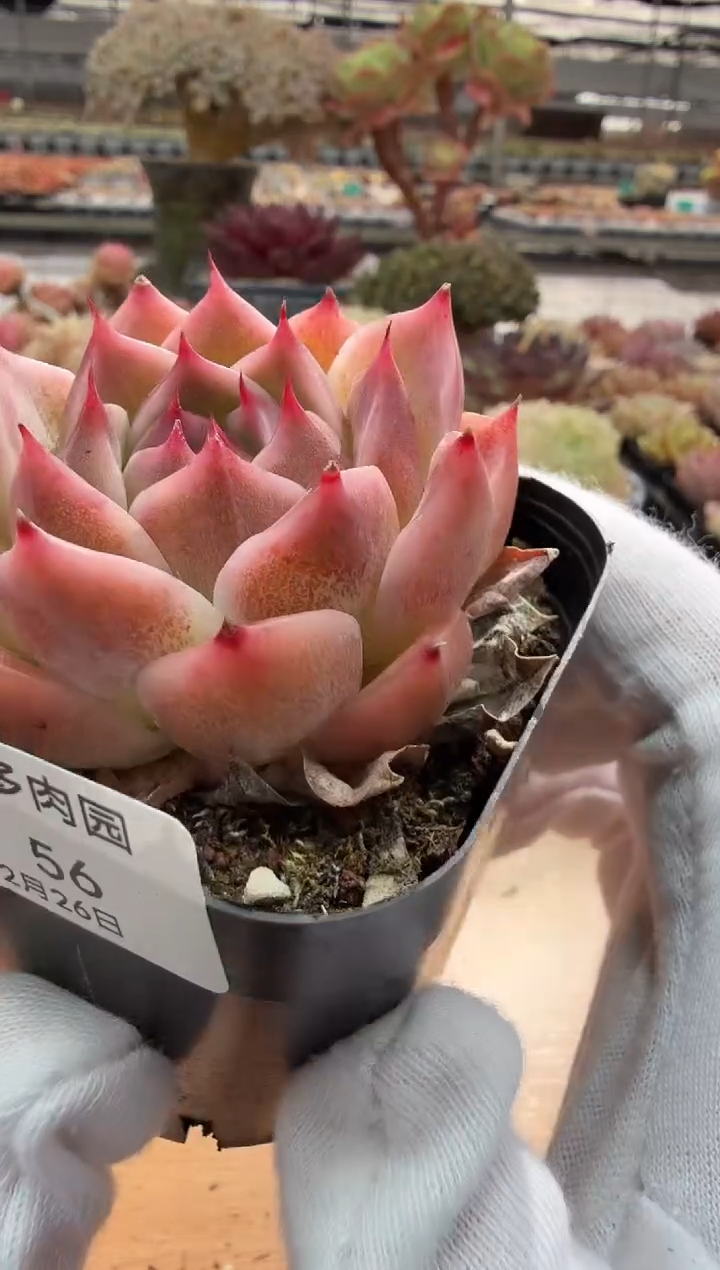 东云多肉园二店-56