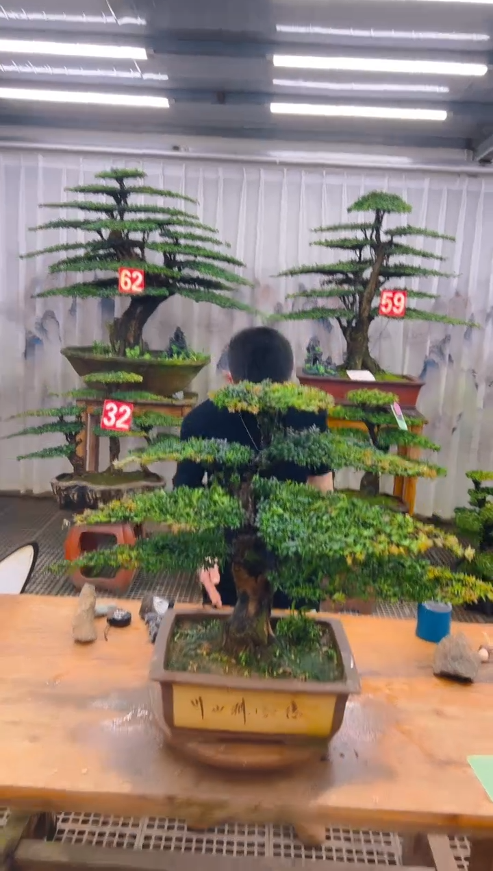 无花朵s****n精品盆景直播间一物一拍