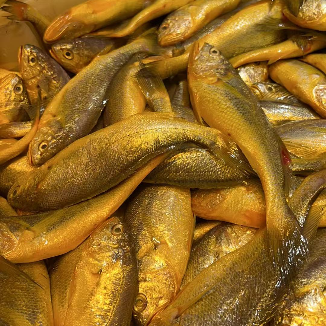 东海野生冰鲜大黄鱼 顺丰冷链 上海发货