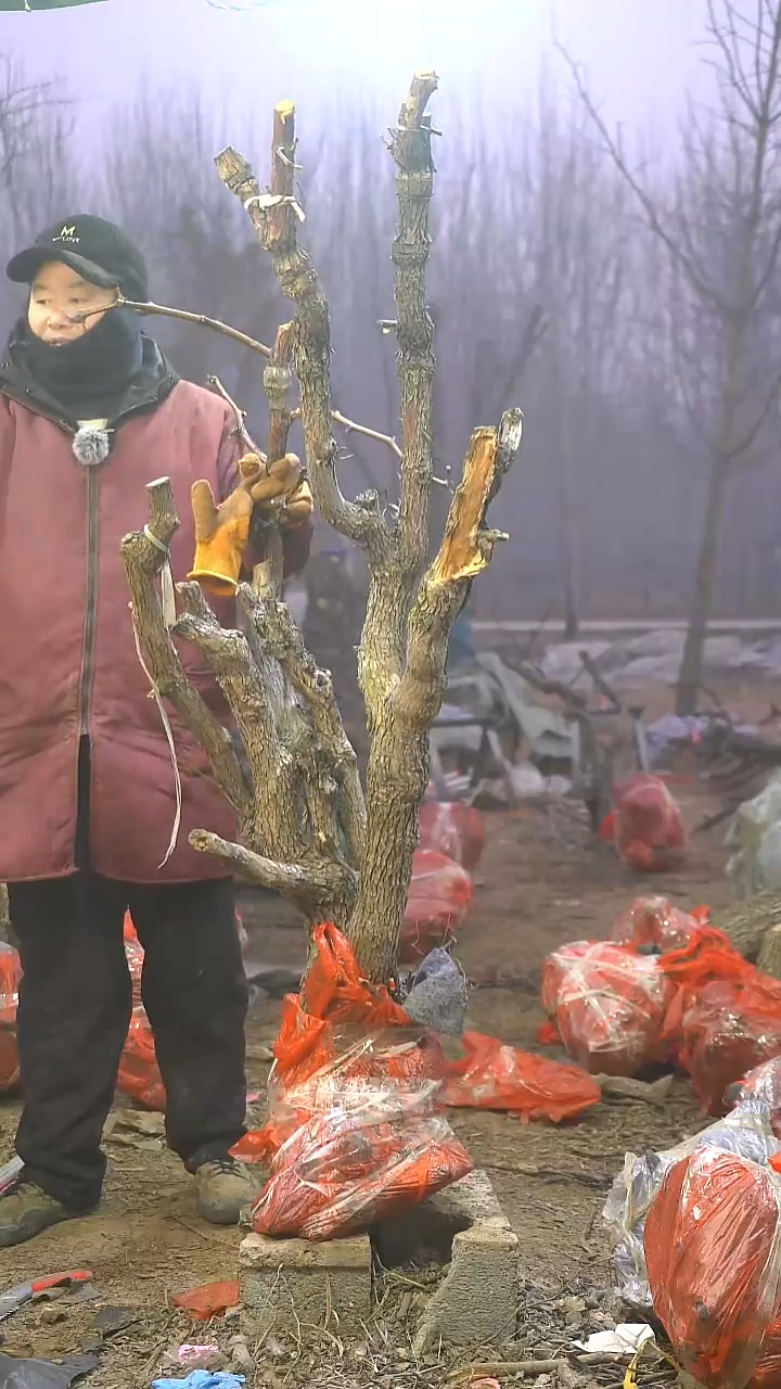 完全开放枣树889