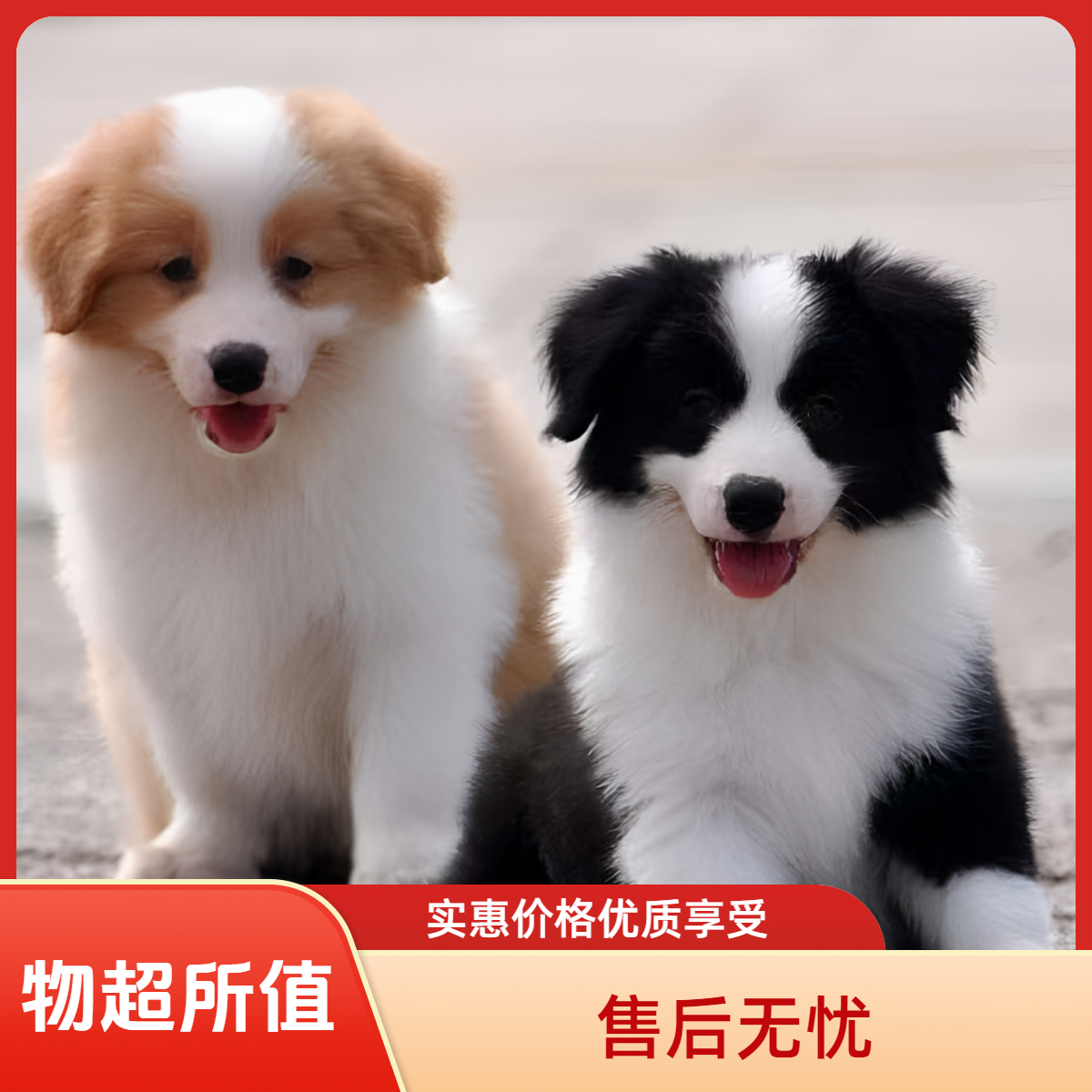 【古沛犬舍】纯种边境牧羊犬 纯种金毛犬幼犬