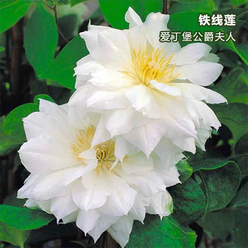 铁线莲爱丁堡公爵夫人二类爬藤植物庭院阳台耐寒耐热花卉