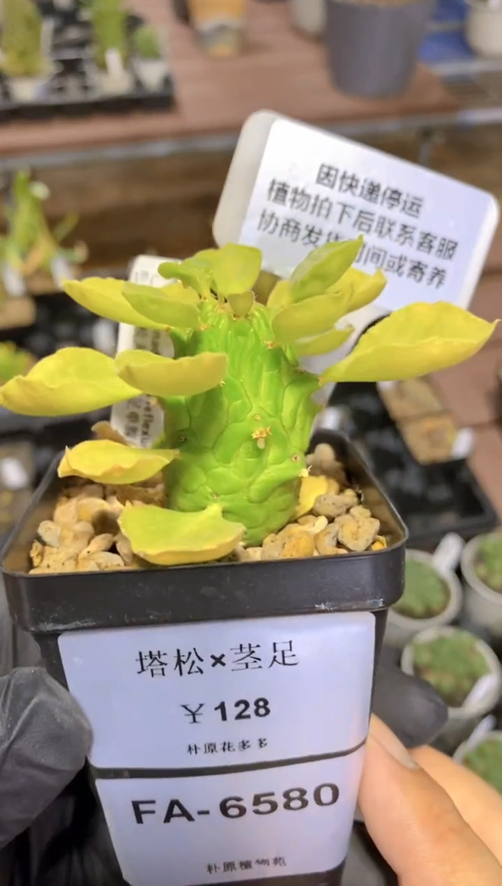 【闪购商品】塔松杂茎足FA-6580