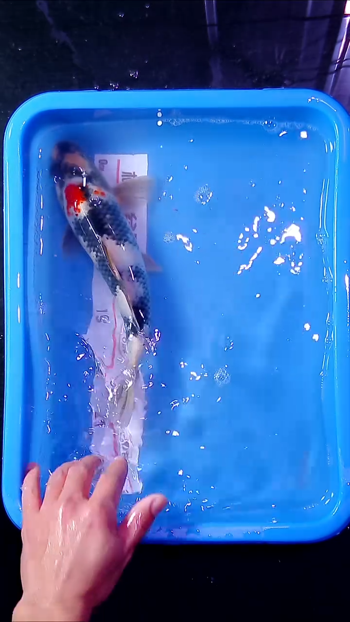 锦鲤锦鲤直播间菁选 对版发货 26