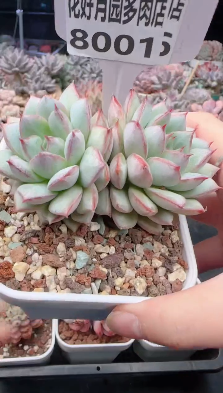 【闪购商品】8001蓝鸟香槟