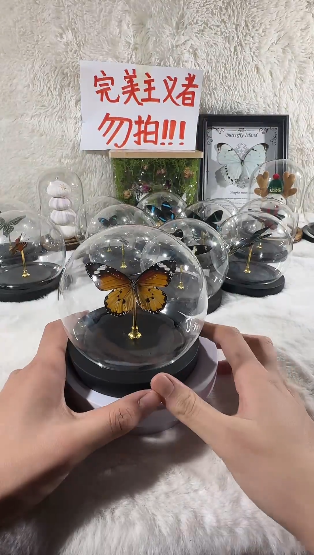 木金斑蝶水晶球    