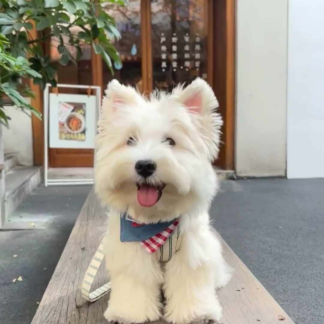 （瑞兽家西高地）宠物活体小狗全款链接