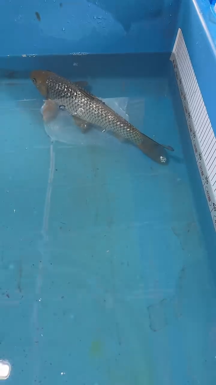 锦鲤太饱锦鲤36cm-48cm不包邮到付
