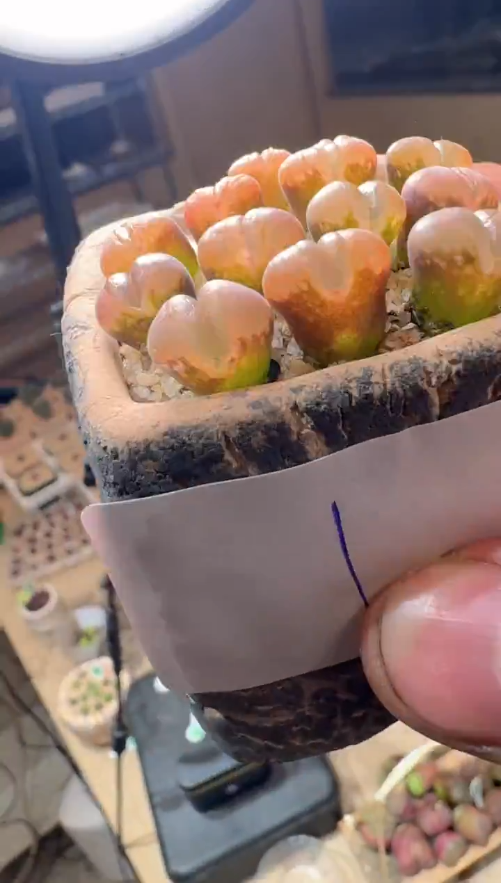 80多肉植物肉锥大嘴风铃十颗