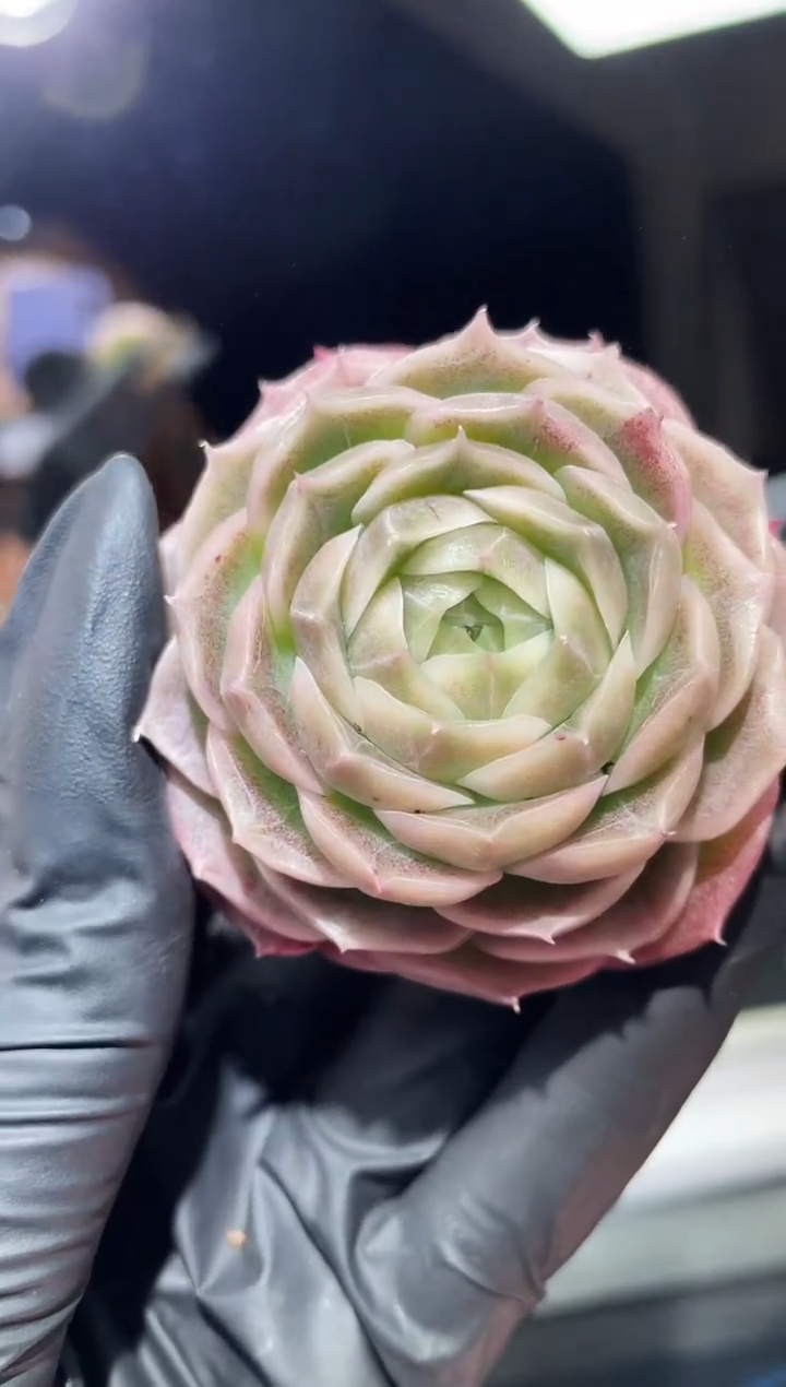 闪购574 山茶多肉一颗  5厘米