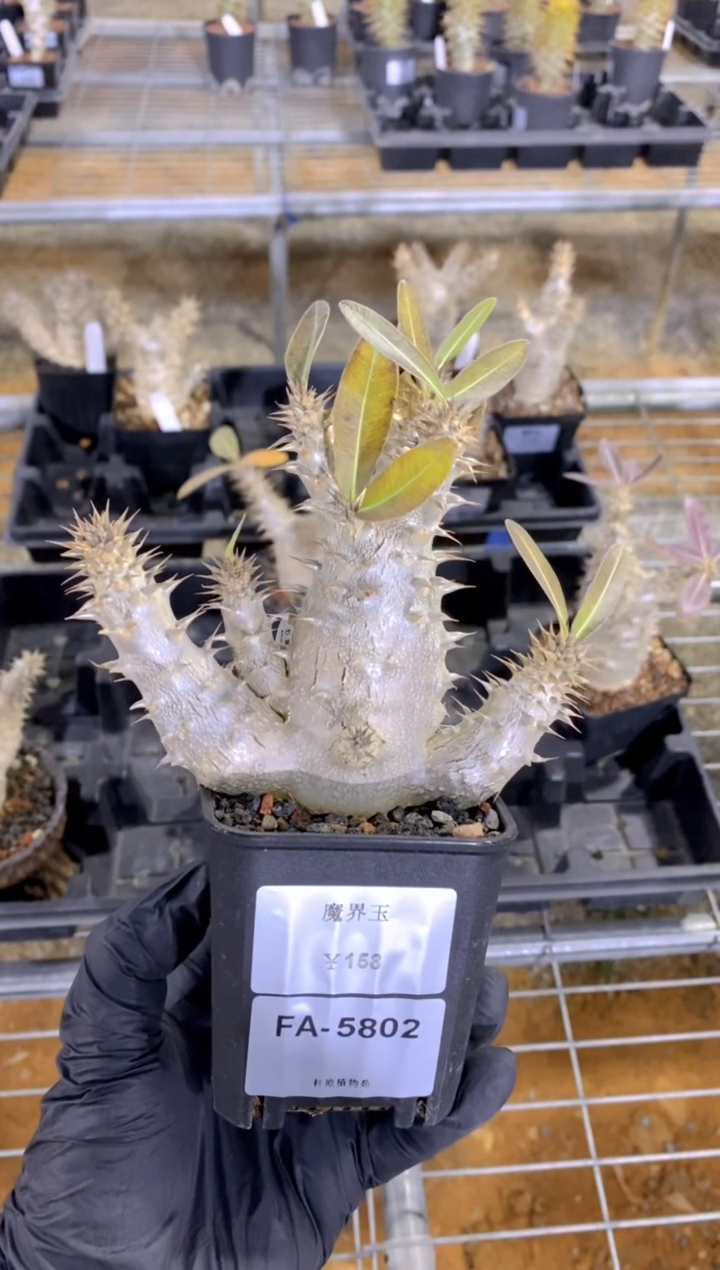 【闪购商品】魔界玉FA-5802