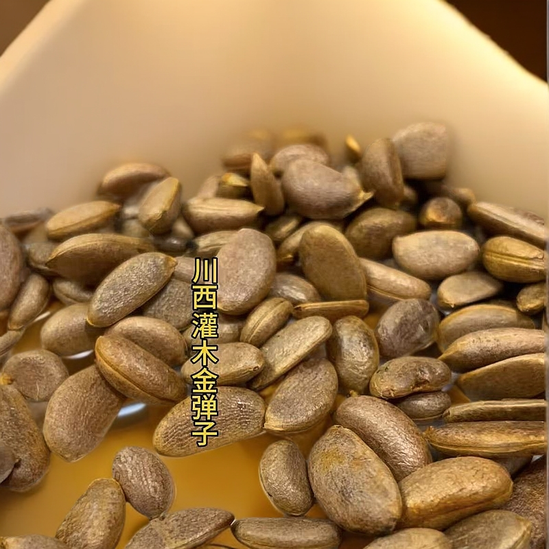 金弹子盆景 种子（精选）