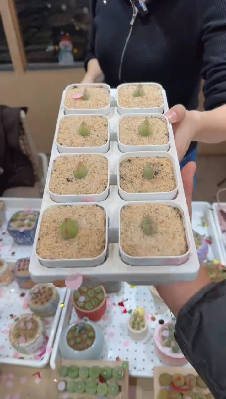 180多肉植物肉锥桃割娘杂交一颗