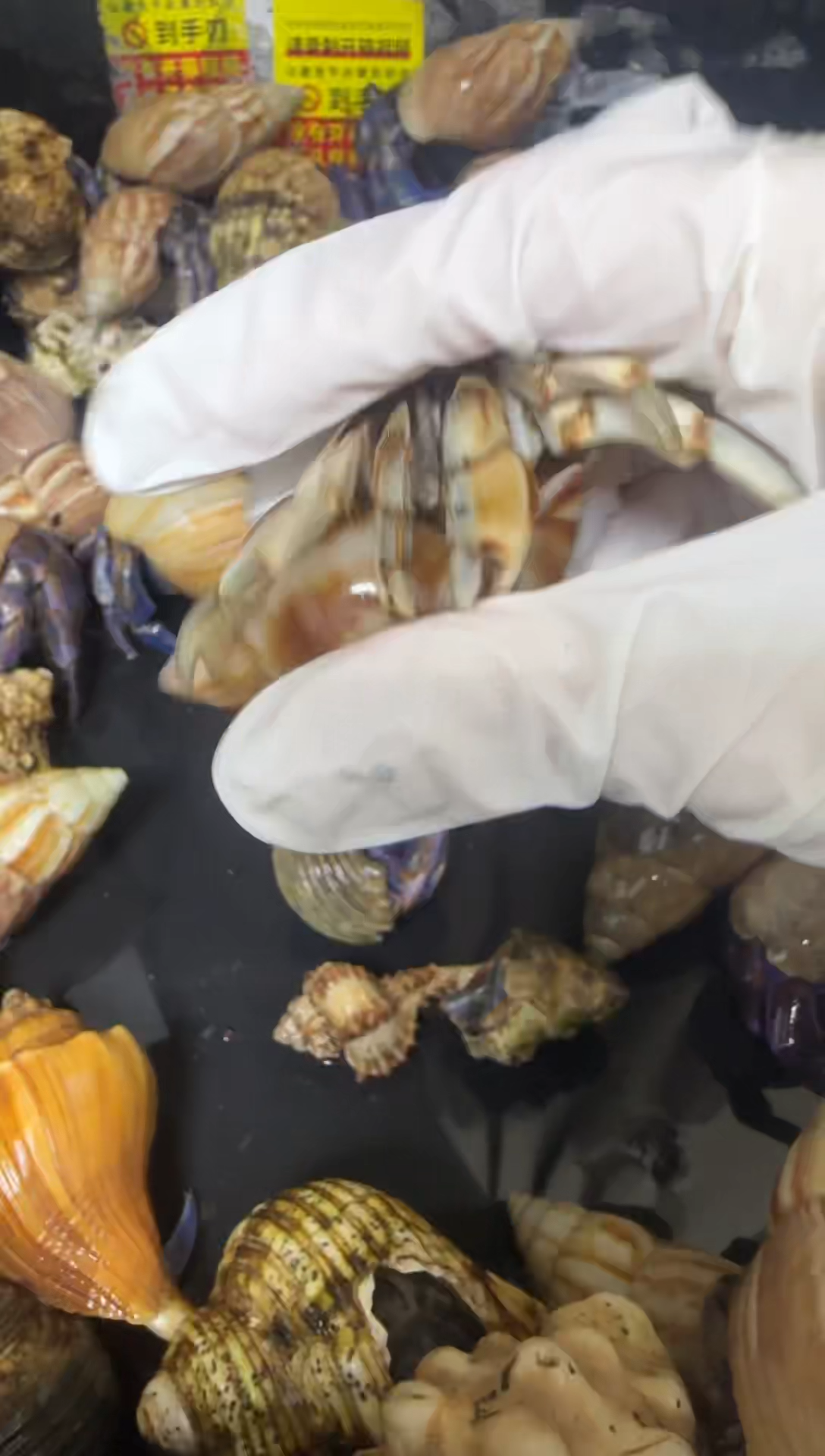 紫陆寄居蟹蓝色竞拍