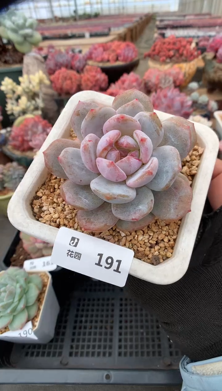 191梦露石化锦一物一拍