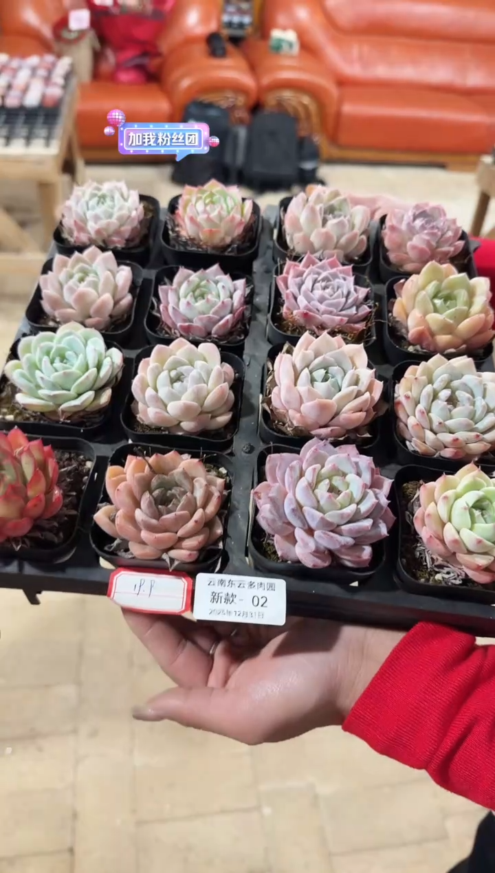 东云多肉园新款-02
